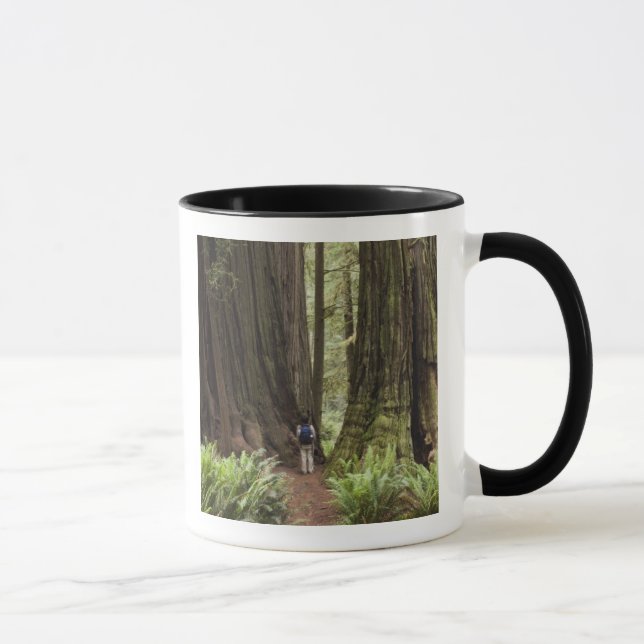 CA, Jedediah Smith Redwoods State Park, Mugg (Höger)