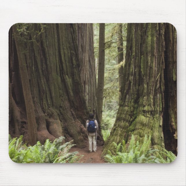 CA, Jedediah Smith Redwoods State Park, Musmatta (Framsidan)
