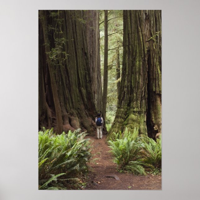CA, Jedediah Smith Redwoods State Park, Poster (Framsidan)