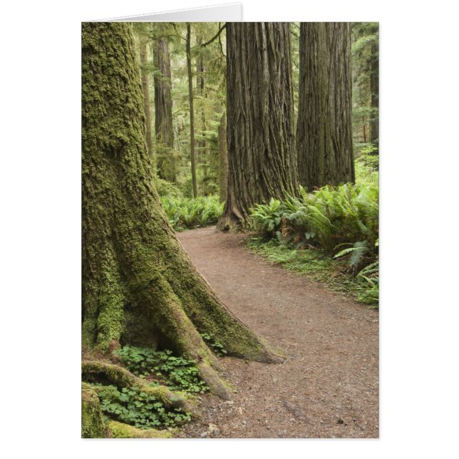 CA, Jedediah Smith State Park, Simpson-Reed Hälsningskort (Framsidan)