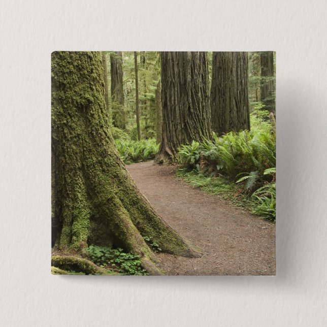 CA, Jedediah Smith State Park, Simpson-Reed Knapp (Framsida)