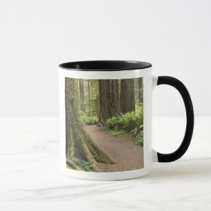 CA, Jedediah Smith State Park, Simpson-Reed Mugg