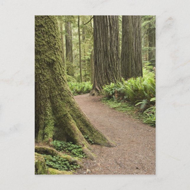 CA, Jedediah Smith State Park, Simpson-Reed Vykort (Framsida)
