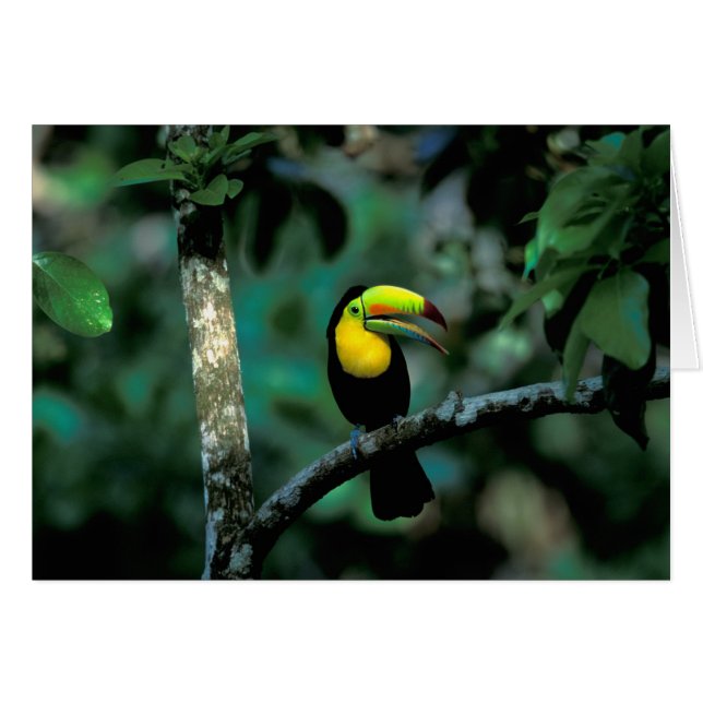 CA, Panama, Soberania NP, Keel-billed Tuccan Hälsningskort (Framsidan Horizontal)
