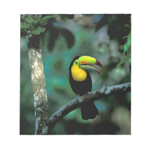 CA, Panama, Soberania NP, näbbtukan Anteckningsblock