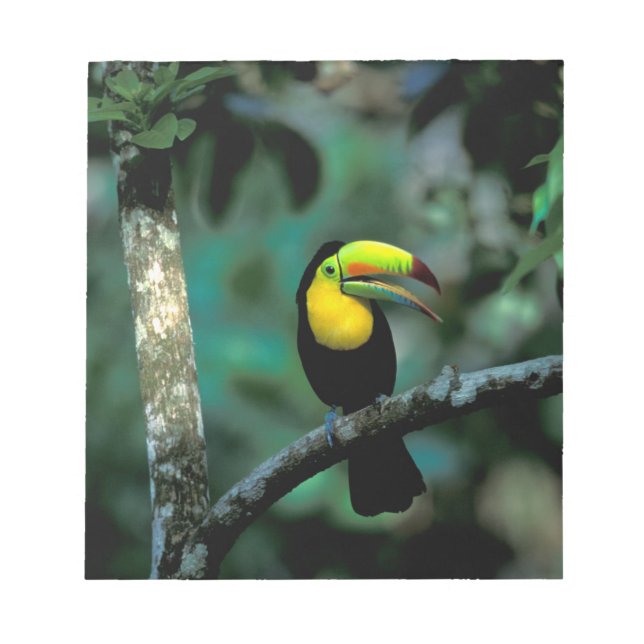 CA, Panama, Soberania NP, näbbtukan Anteckningsblock (Framsida)