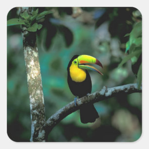 CA, Panama, Soberania NP, näbbtukan Fyrkantigt Klistermärke