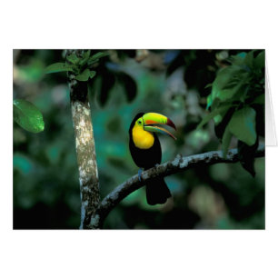 CA, Panama, Soberania NP, Näbbtukan Hälsningskort