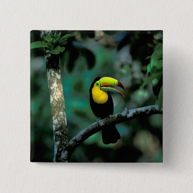 CA, Panama, Soberania NP, näbbtukan Knapp (Framsida)