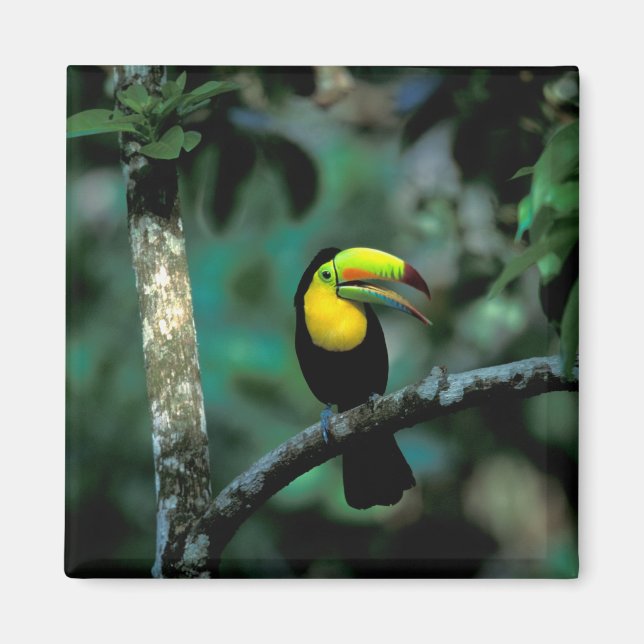 CA, Panama, Soberania NP, näbbtukan Magnet (Framsidan)