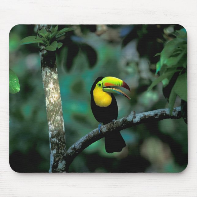 CA, Panama, Soberania NP, näbbtukan Musmatta (Framsidan)