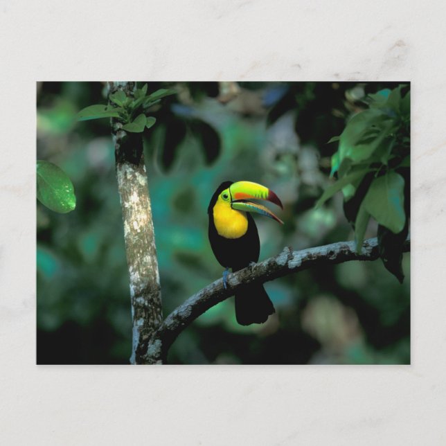 CA, Panama, Soberania NP, näbbtukan Vykort (Framsida)