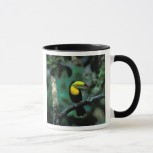 CA, Panama, Soberania NP, Rödnäbbad Tukan Mugg