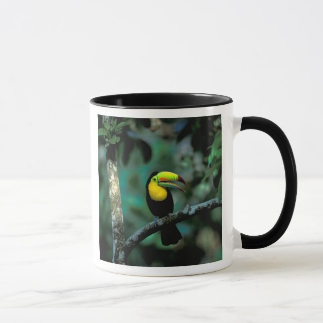 CA, Panama, Soberania NP, Rödnäbbad Tukan Mugg (Höger)