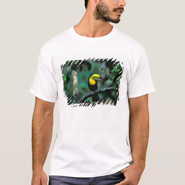 CA, Panama, Soberania NP, Rödnäbbad tukan Tee Shirt (Framsida)