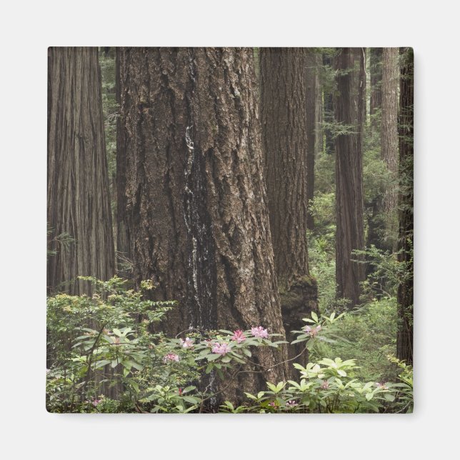 CA, Prairie Creek State Park, kust Magnet (Framsidan)
