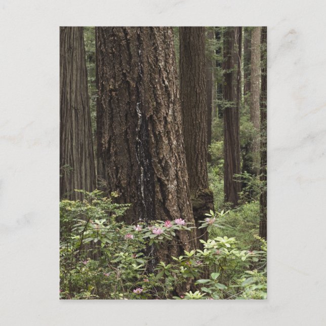 CA, Prairie Creek State Park, kust Vykort (Framsida)