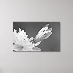 Cabbage Butterfly on Cosmos in Black and White Canvastryck