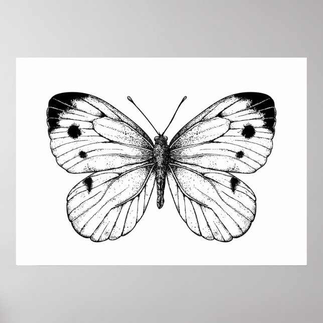 Cabbage butterfly poster (Framsidan)