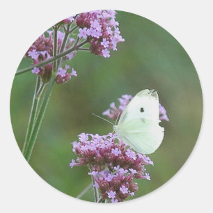 Cabbage Butterfly Runt Klistermärke