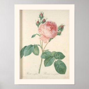 Cabbage Ro Botanical English Rosor Poster