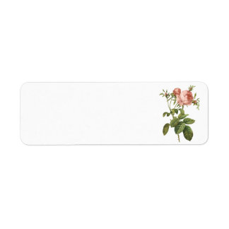 cabbage rose (Rosa centifolia foliacea) by Redouté Returadress Etikett