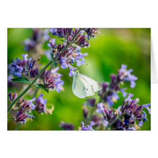 Cabbage White Butterfly Hälsningskort