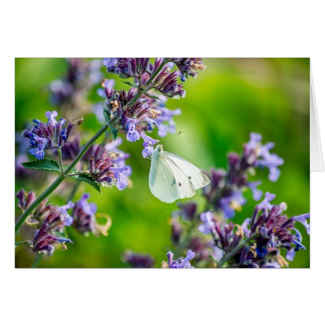 Cabbage White Butterfly Hälsningskort (Framsidan Horizontal)
