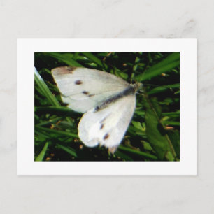 Cabbage White Butterfly Vykort