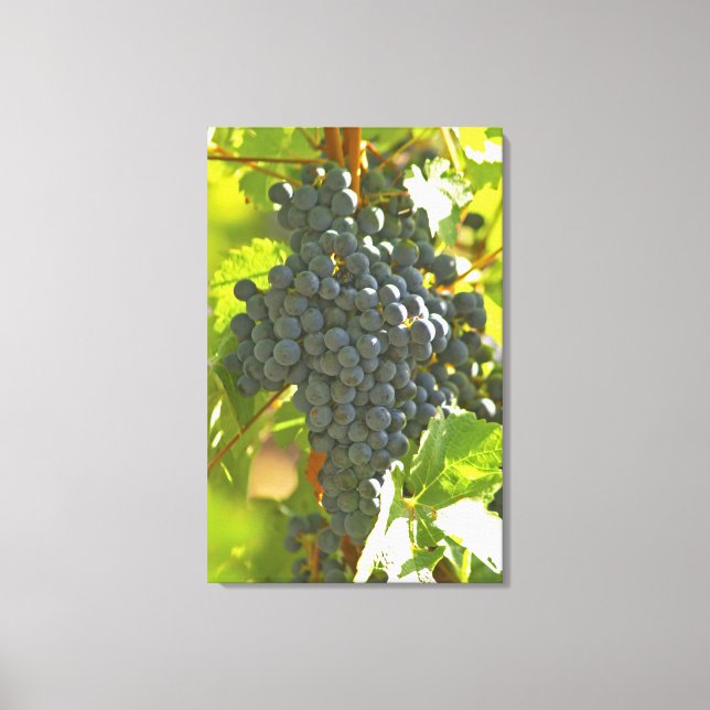 Cabernet Sauvignon druvklase på Chateau Canvastryck (Framsida)
