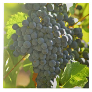 Cabernet Sauvignon druvklase på Chateau Kakelplatta