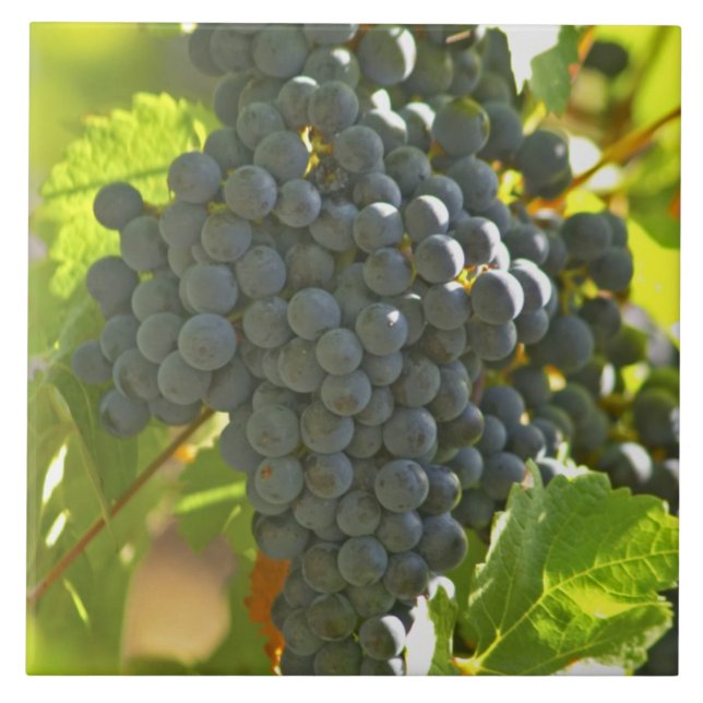 Cabernet Sauvignon-druvklasen i Chateau Kakelplatta (Framsidan)