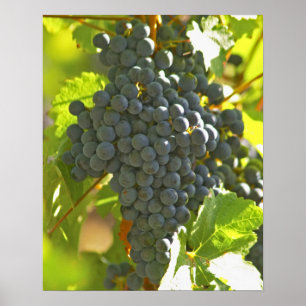 Cabernet Sauvignon-druvklasen i Chateau Poster