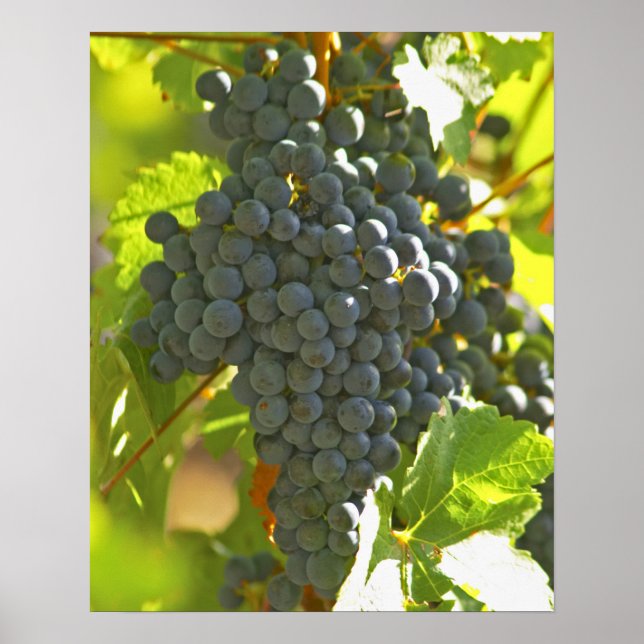 Cabernet Sauvignon-druvklasen i Chateau Poster (Framsidan)