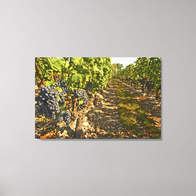 Cabernet Sauvignon-rankor på rad i Canvastryck (Framsida)