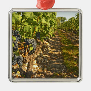Cabernet Sauvignon-rankor på rad i Julgransprydnad Metall
