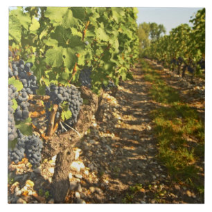 Cabernet Sauvignon-rankor på rad i Kakelplatta