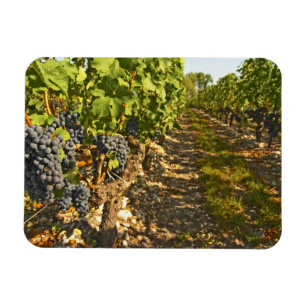 Cabernet Sauvignon-rankor på rad i Magnet