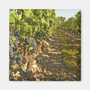 Cabernet Sauvignon-rankor på rad i Magnet