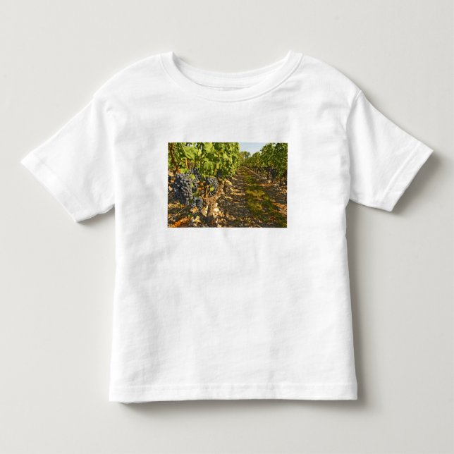 Cabernet Sauvignon-rankor på rad i T-shirt (Framsida)