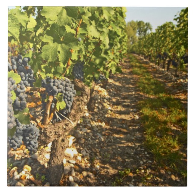 Cabernet Sauvignon-vinerna i rad Kakelplatta (Framsidan)