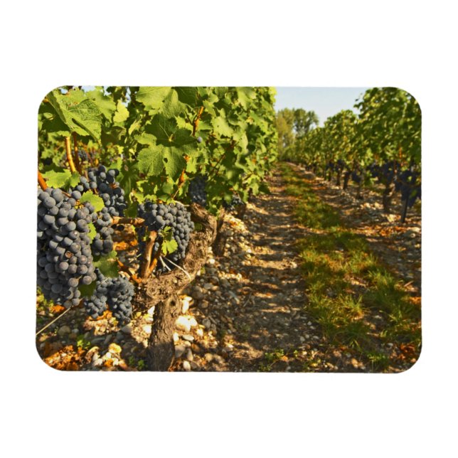 Cabernet Sauvignon vines i rad i Magnet (Horisontell)