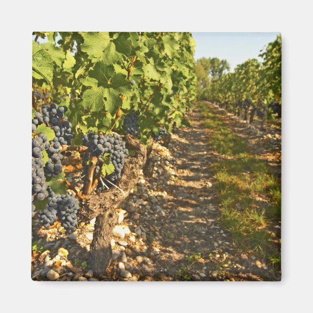Cabernet Sauvignon vines i rad i Magnet (Framsidan)