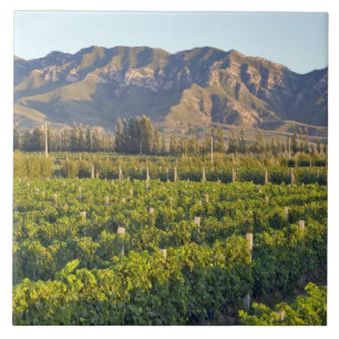 Cabernet Sauvignon-vinrankor i Huailai Rongchen 2 Kakelplatta