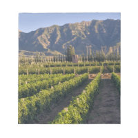 Cabernet Sauvignon-vinrankor i Huailai Rongchen