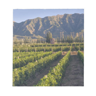 Cabernet Sauvignon-vinrankor i Huailai Rongchen Anteckningsblock