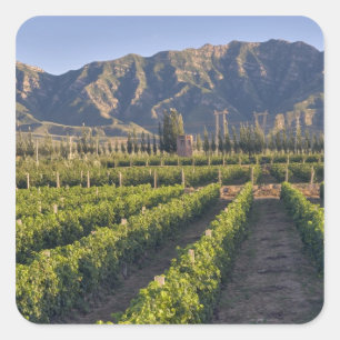 Cabernet Sauvignon-vinrankor i Huailai Rongchen Fyrkantigt Klistermärke