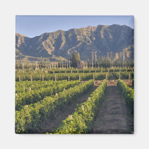 Cabernet Sauvignon-vinrankor i Huailai Rongchen Magnet