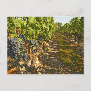 Cabernet Sauvignon-vinrankor på rad i Vykort