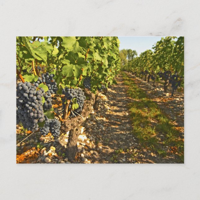 Cabernet Sauvignon-vinrankor på rad i Vykort (Framsida)